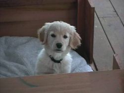 Belle at 3 weeks